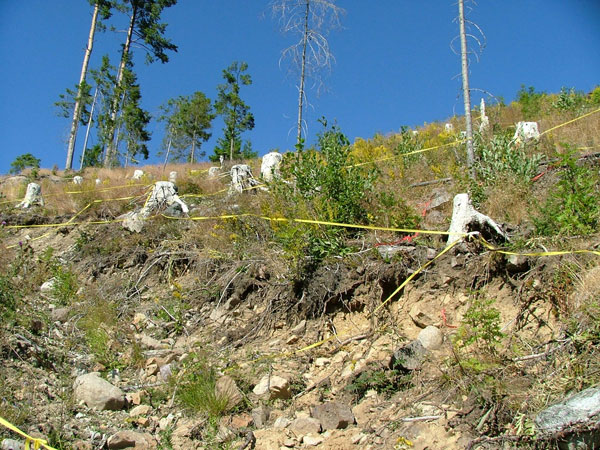 Forest Art, Landartprojekt