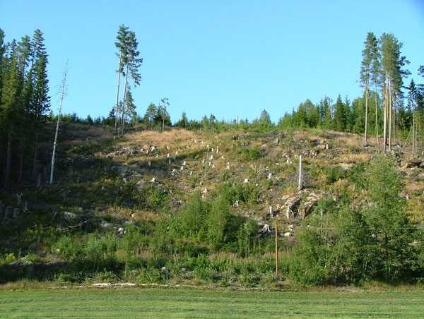 Forest Art, Landartprojekt